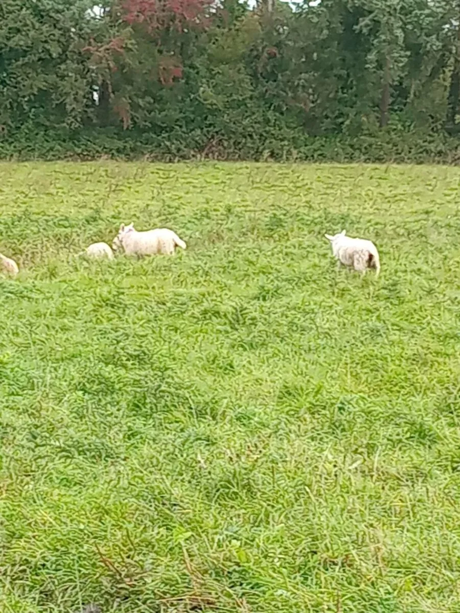 Ewe lambs - Image 4