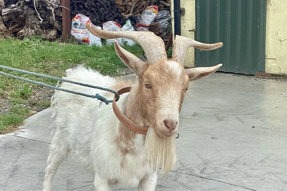 Puck Goat - Image 1