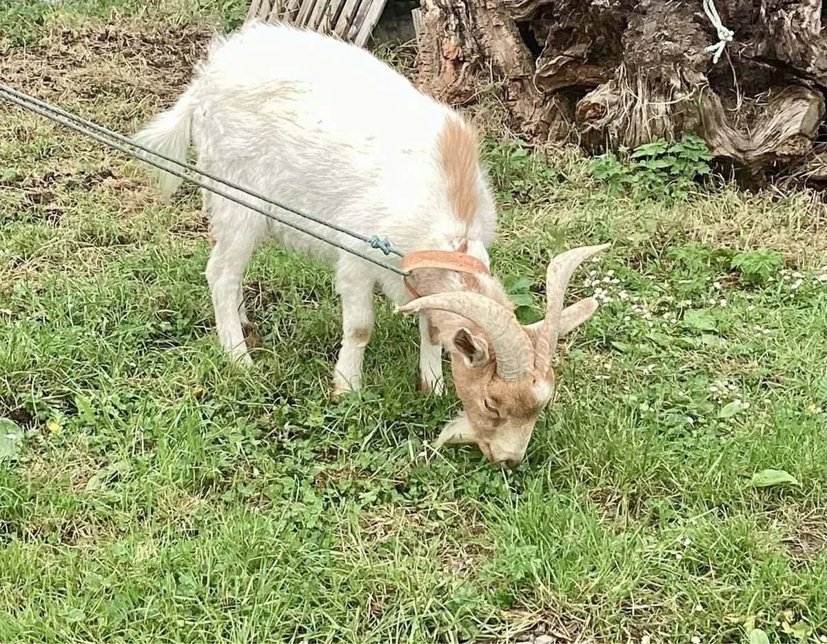 Puck Goat - Image 2