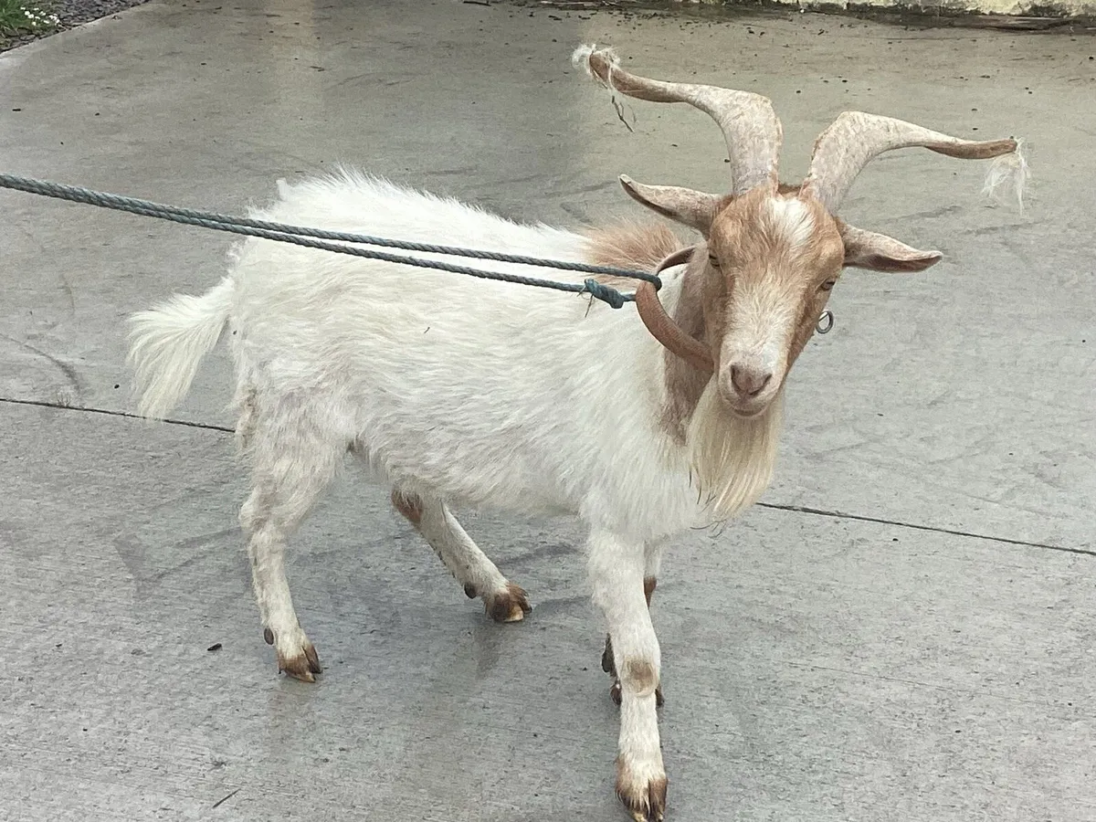Puck Goat - Image 3