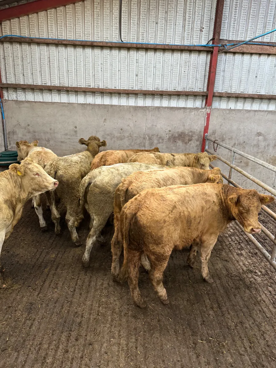 Forward Charolais heifers - Image 2