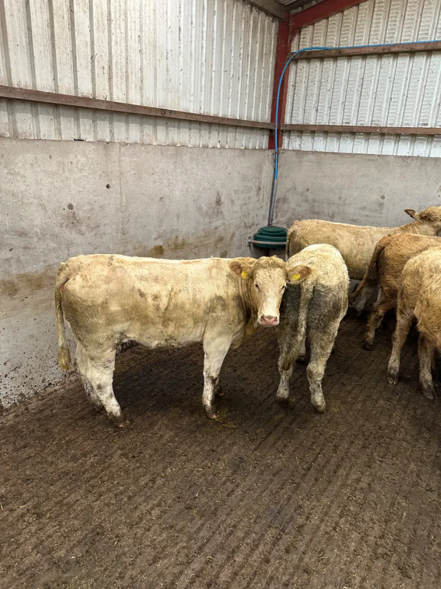 Forward Charolais heifers - Image 4
