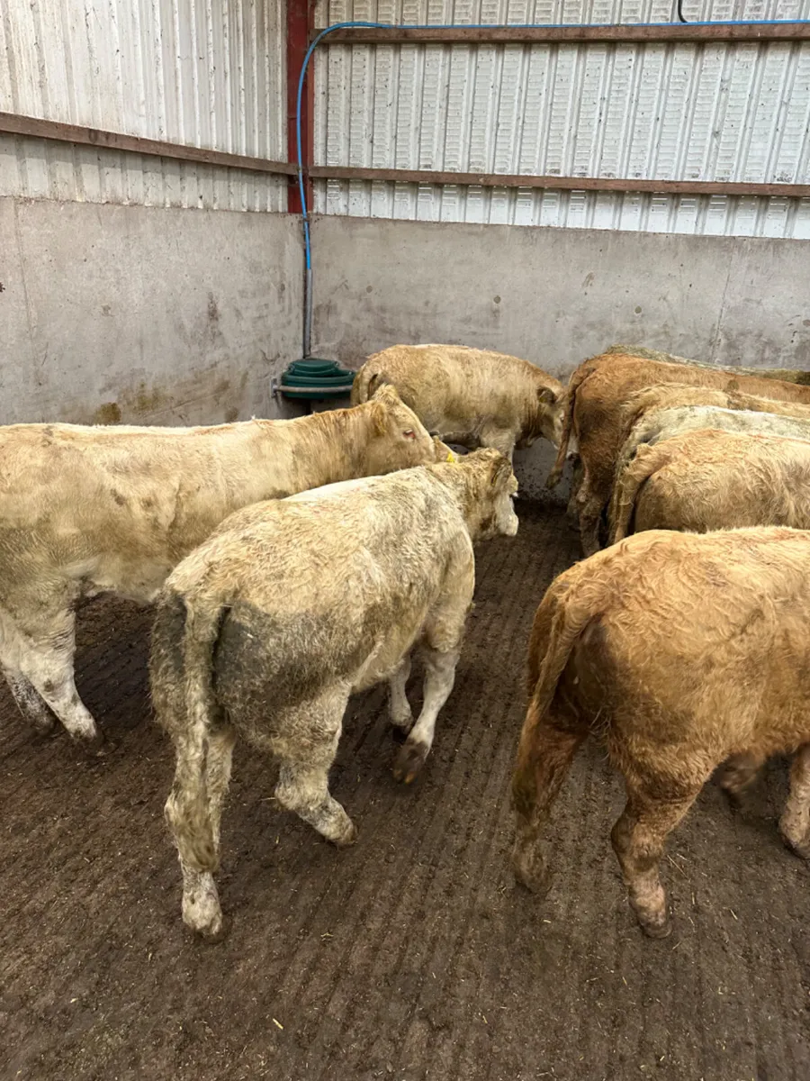 Forward Charolais heifers - Image 3