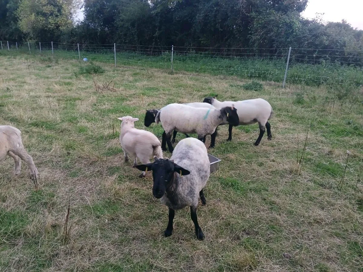 Suffolk cross hogget ewes - Image 1