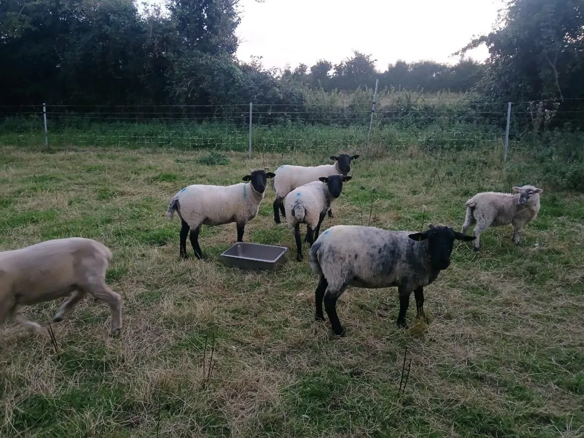 Suffolk cross hogget ewes - Image 2