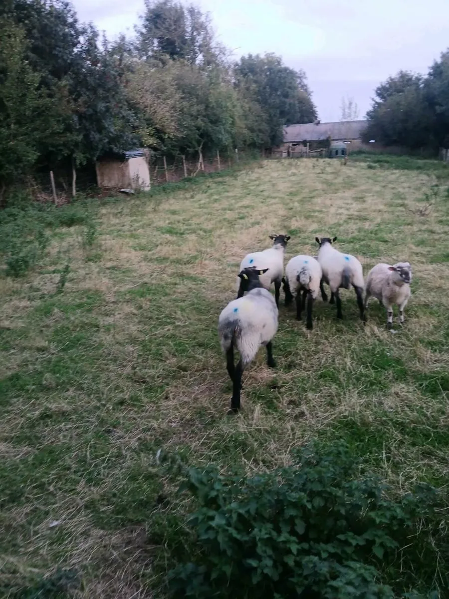Suffolk cross hogget ewes - Image 3