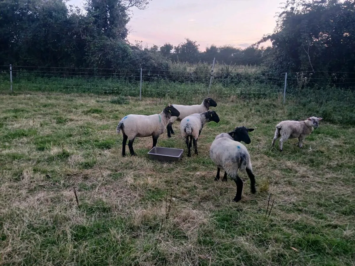 Suffolk cross hogget ewes - Image 4