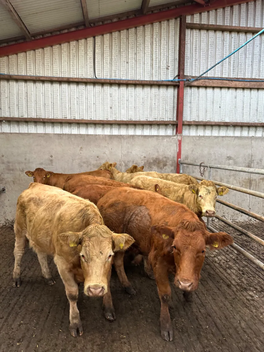 Charolais and lim store heifers - Image 1