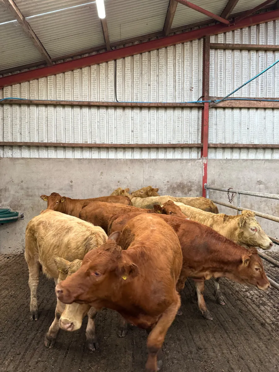 Charolais and lim store heifers - Image 2