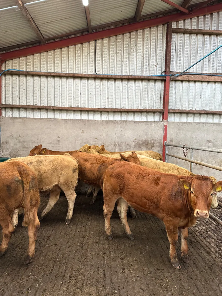 Charolais and lim store heifers - Image 4