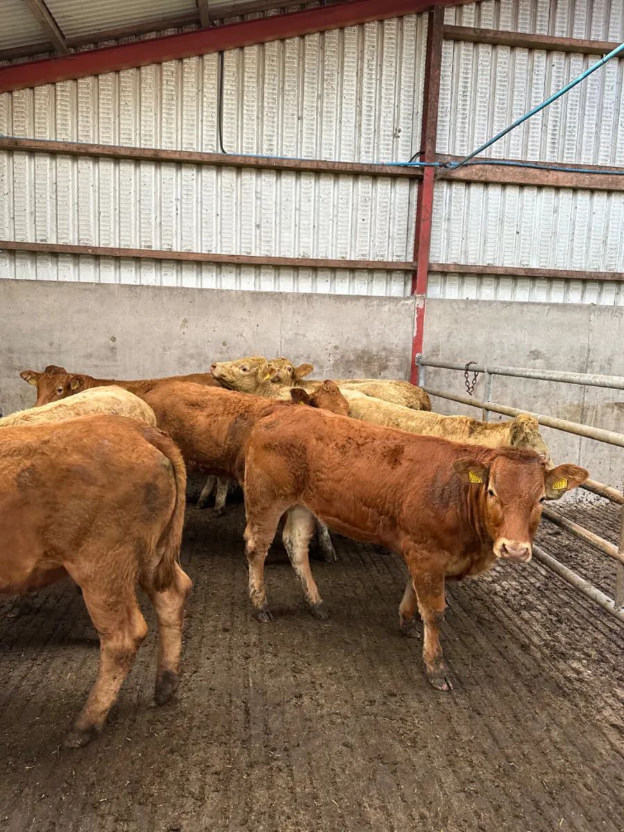 Charolais and lim store heifers - Image 3