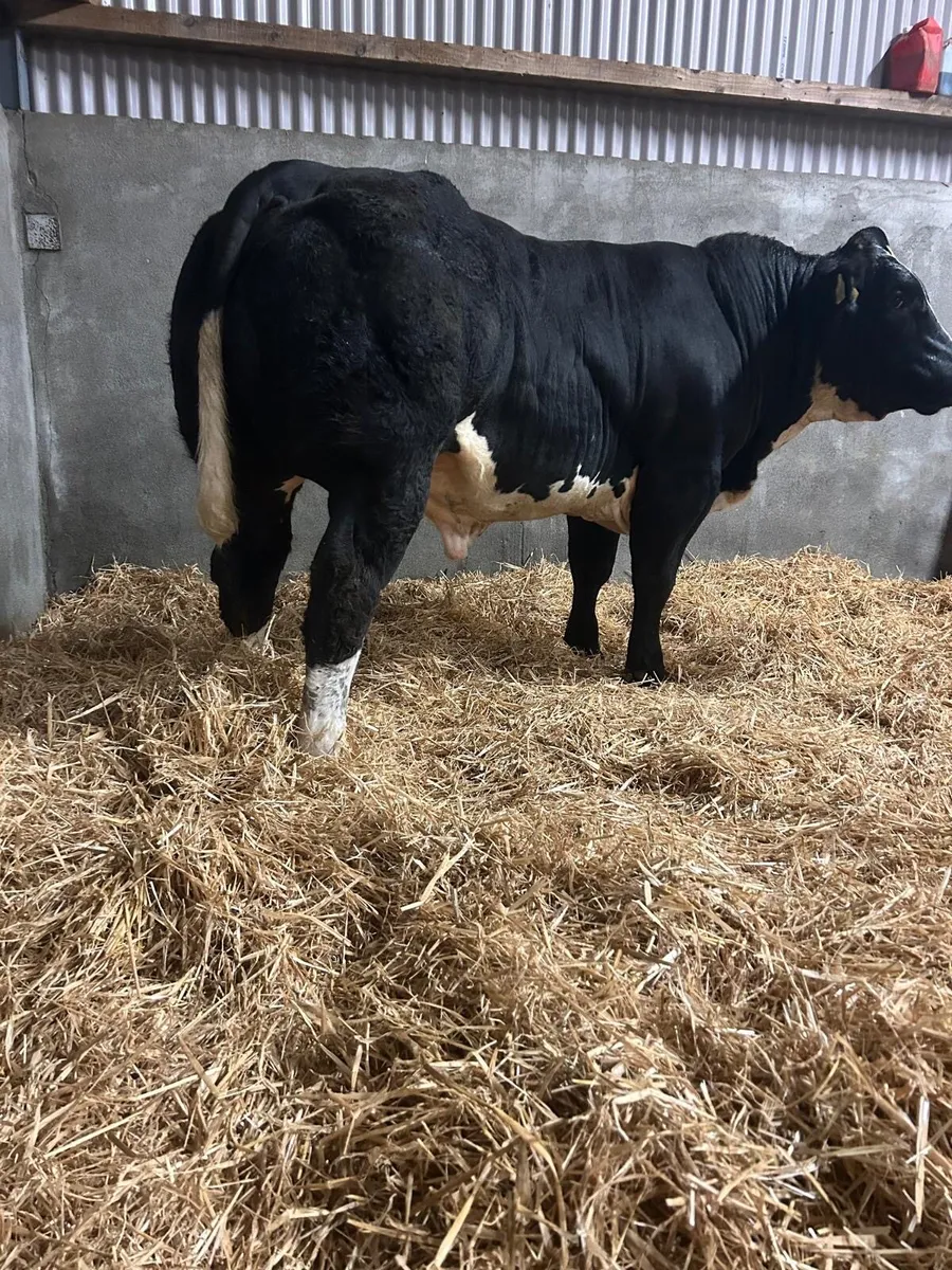 Show Bulls for Gort on 18th - Image 2