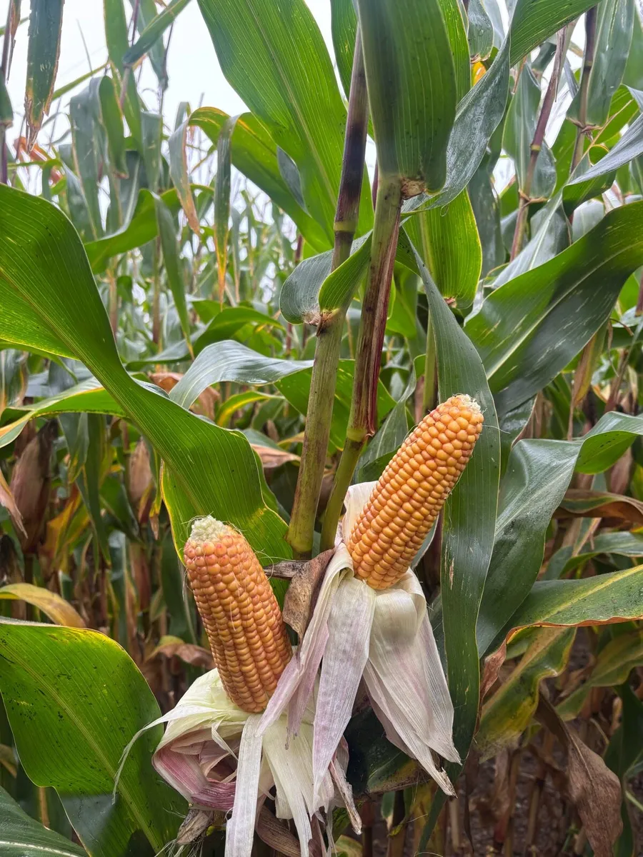 Maize