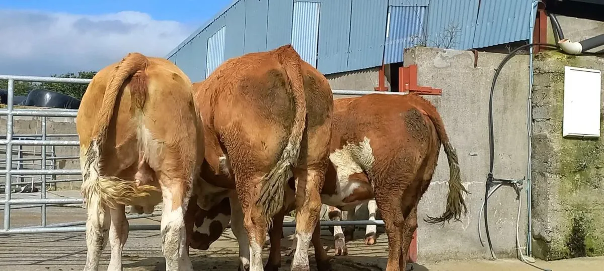 Breeding heifers - Image 1