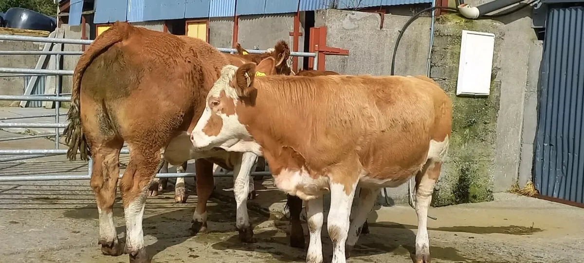Breeding heifers - Image 3