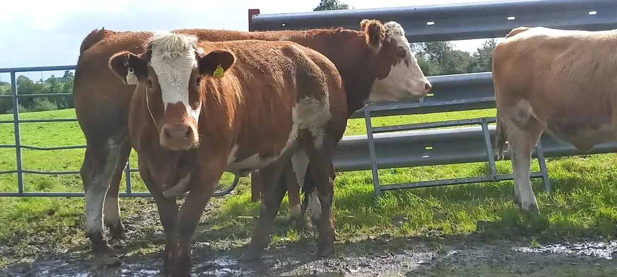 Breeding heifers - Image 4