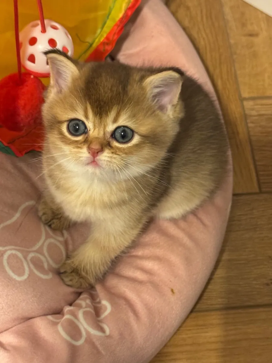 LovelyFamilyPets – British Shorthair Golden Kitten - Image 1