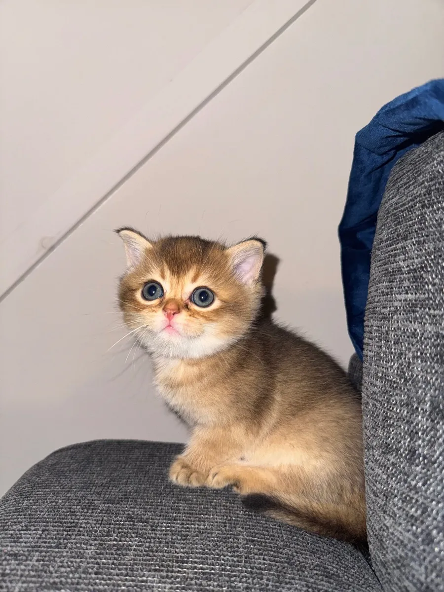LovelyFamilyPets – British Shorthair Golden Kitten - Image 3