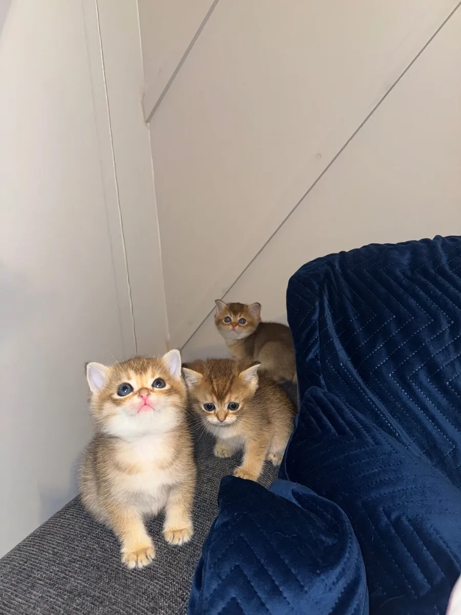 LovelyFamilyPets – British Shorthair Golden Kitten - Image 4