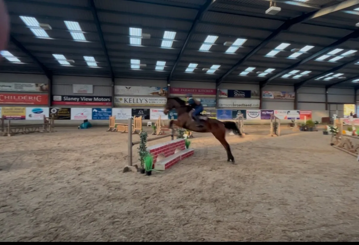 16’3 , 5 year old Bay Mare . - Image 1
