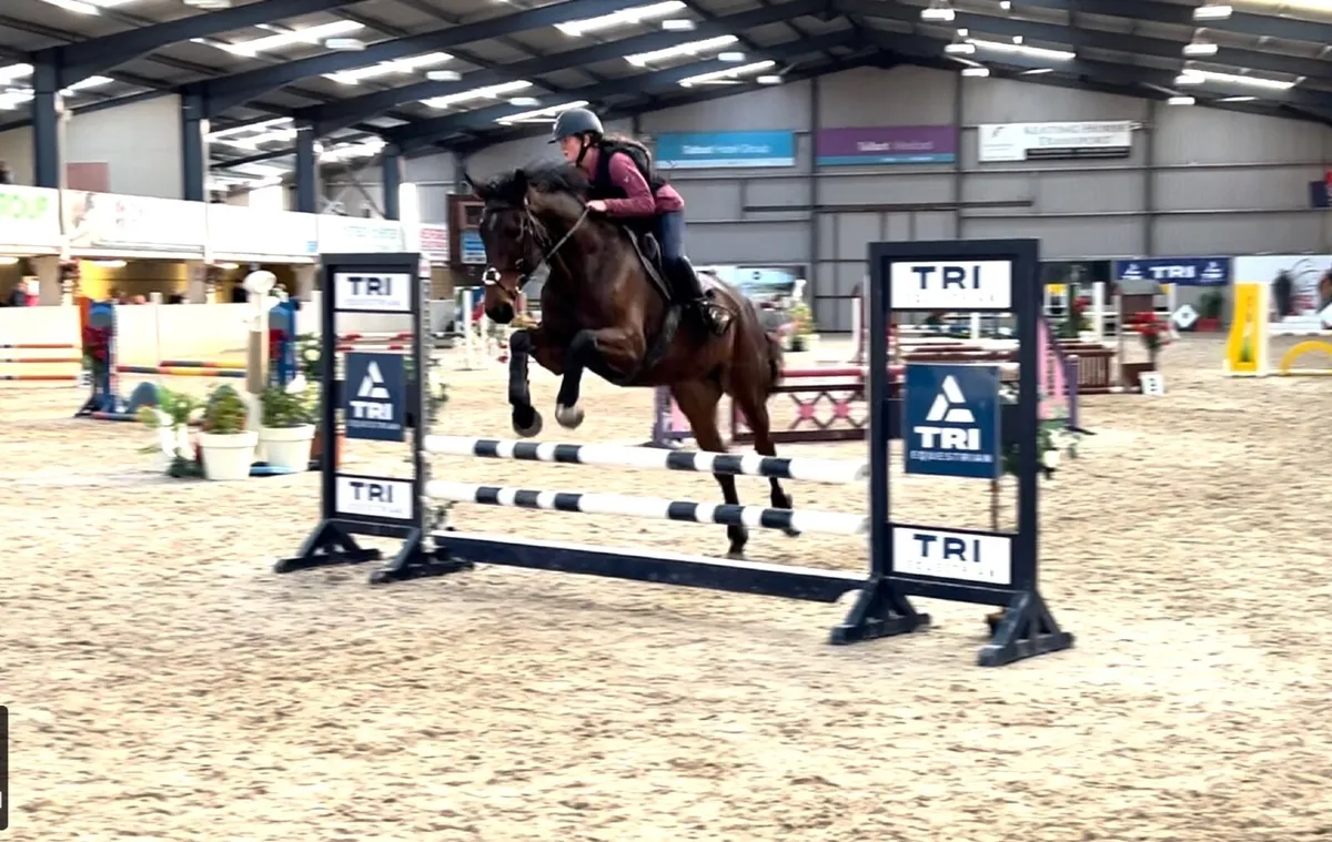 16’3 , 5 year old Bay Mare . - Image 3
