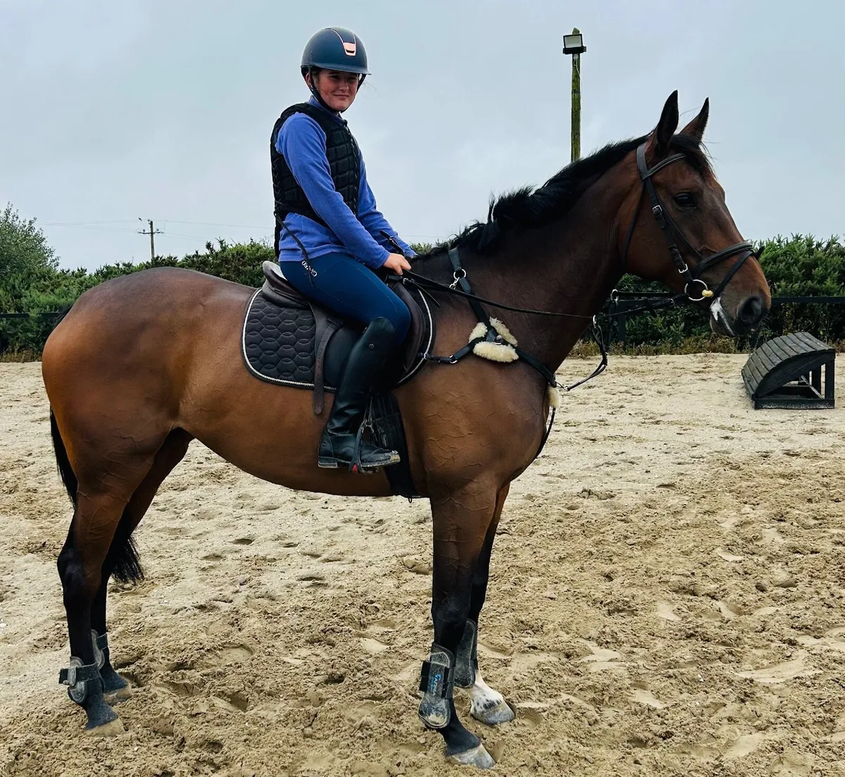 16’3 , 5 year old Bay Mare . - Image 4