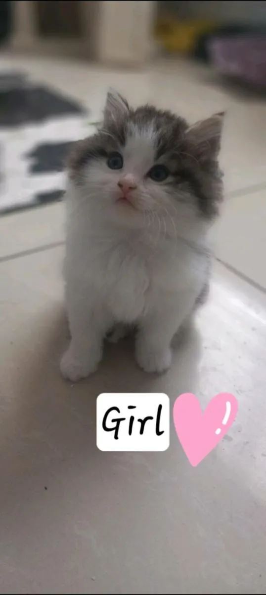 Norwegian forest kittens - Image 2
