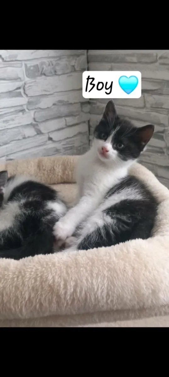 Norwegian forest kittens - Image 3
