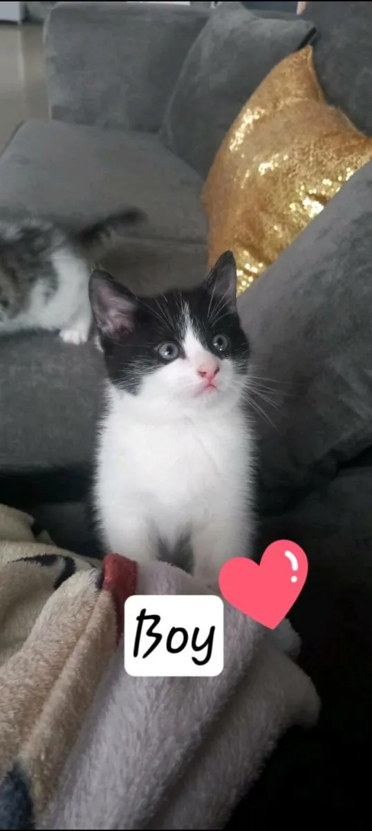Norwegian forest kittens - Image 4