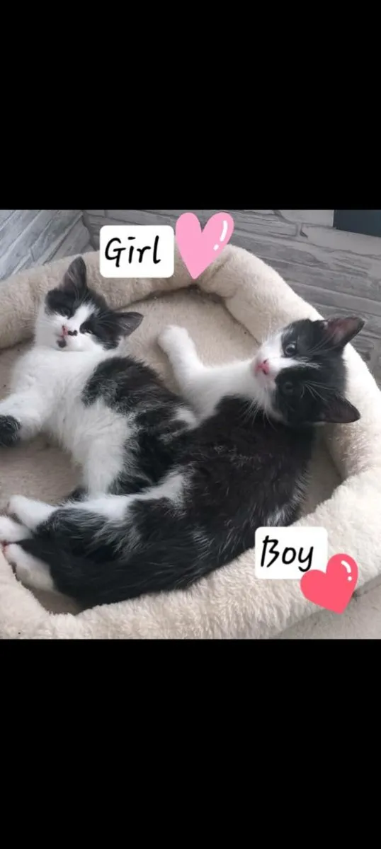 kittens Norwegian forest mix - Image 3