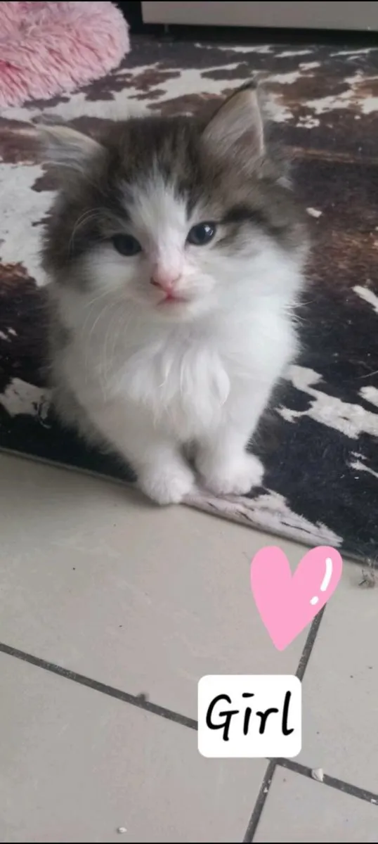 Norwegian forest kittens - Image 3