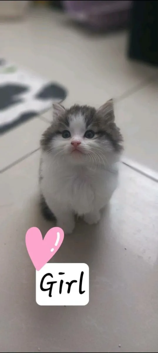 Norwegian forest kittens - Image 1
