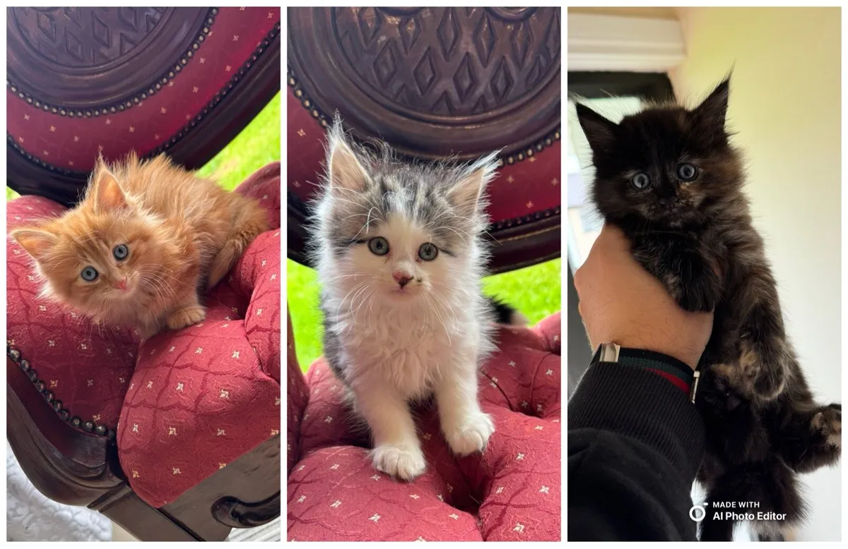 3 BEAUTIFUL BLUE EYES MAINECOON KITTENS - Image 1