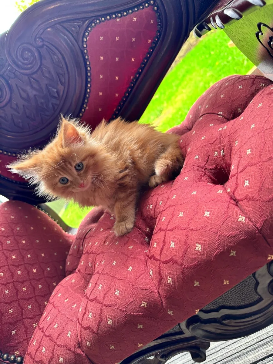 3 BEAUTIFUL BLUE EYES MAINECOON KITTENS - Image 2
