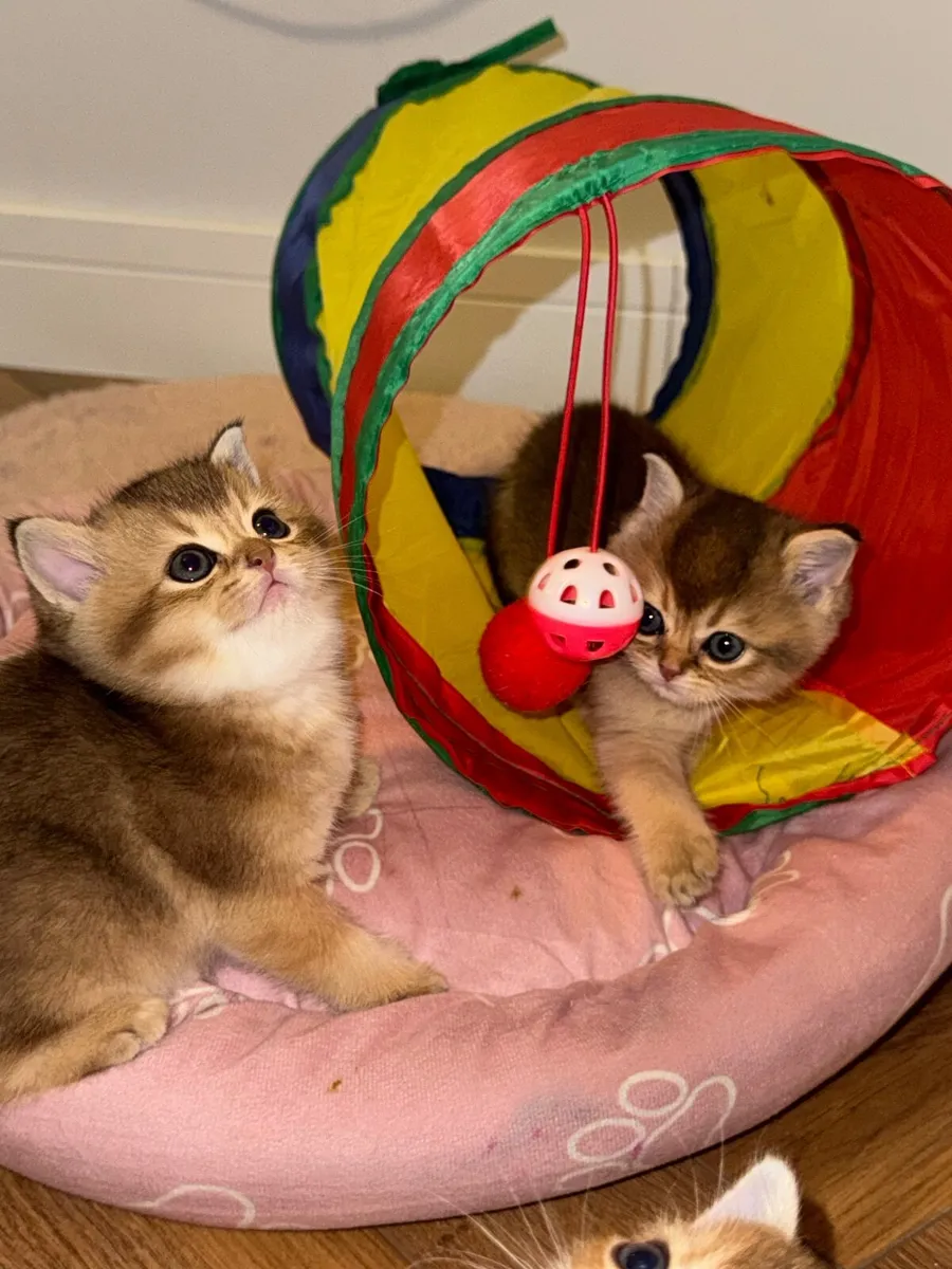 British Shorthair Golden Kittens – Champion Bloodl - Image 2