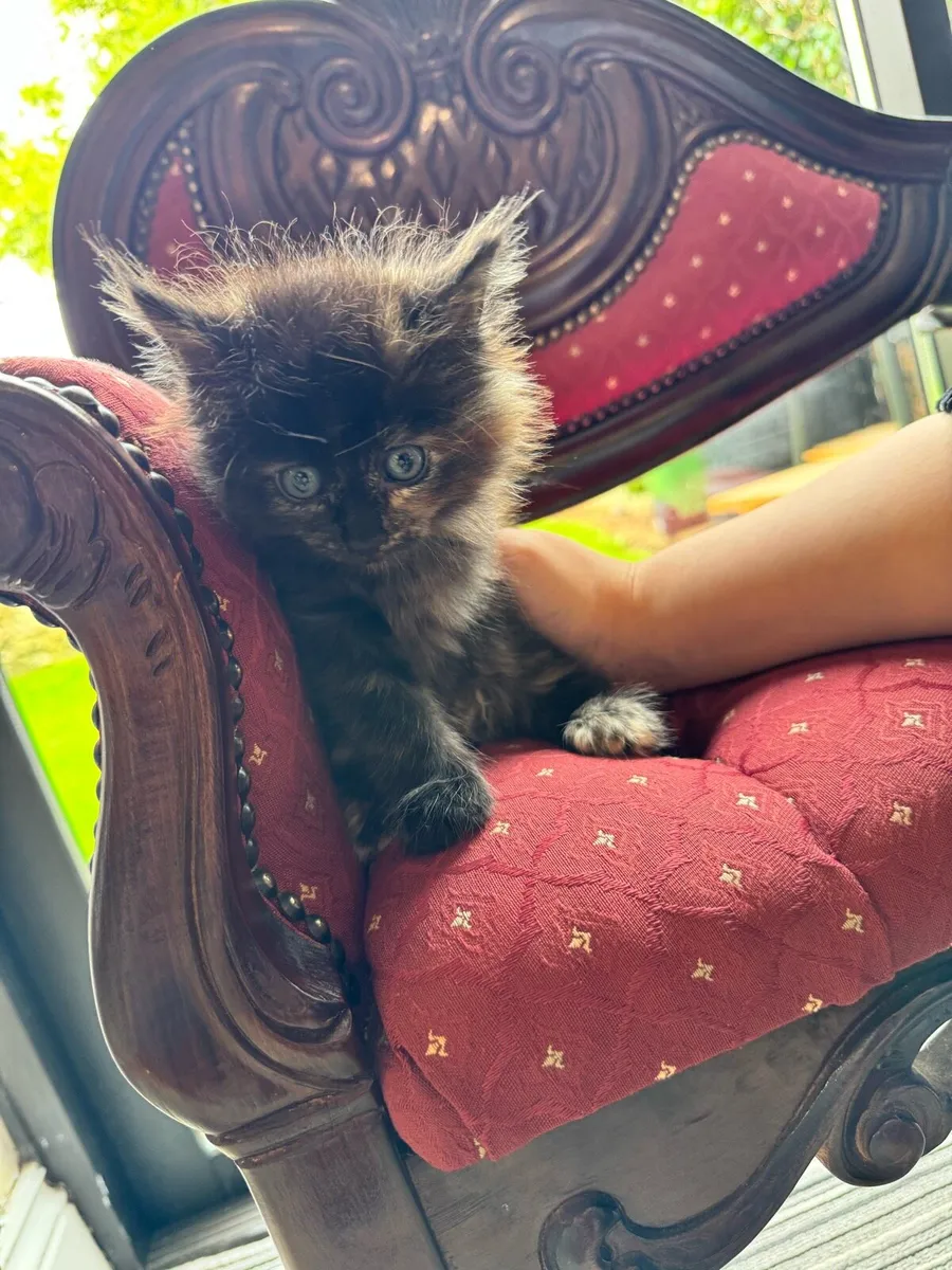 3 BEAUTIFUL BLUE EYES MAINECOON KITTENS - Image 4