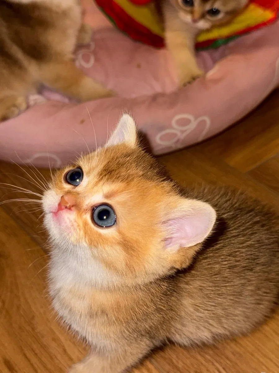 British Shorthair Golden Kittens – Champion Bloodl - Image 3