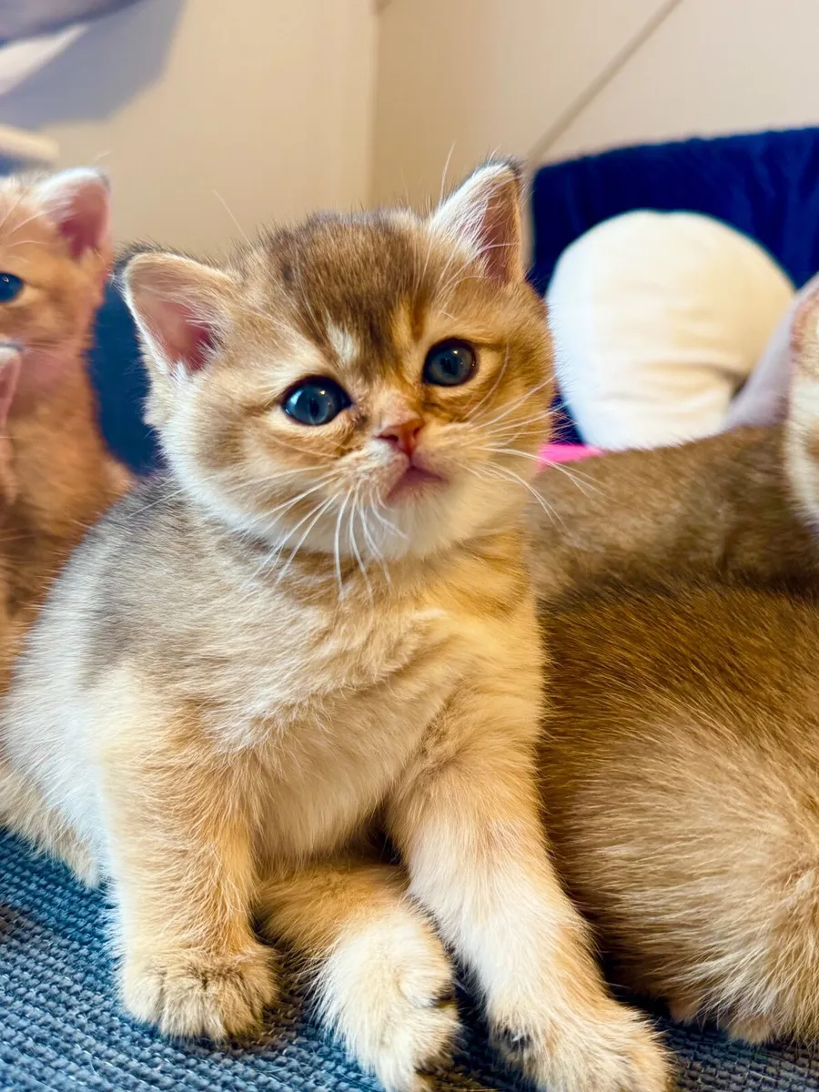 British Shorthair Golden Kittens – Champion Bloodl - Image 1