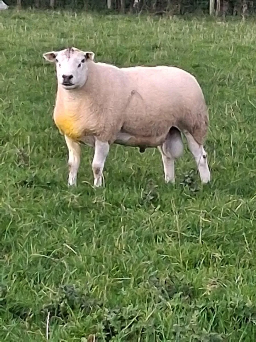 Belclare Stock Ram - Image 2