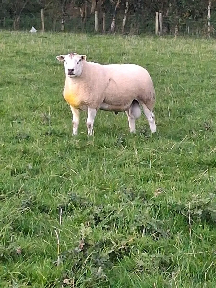 Belclare Stock Ram - Image 4