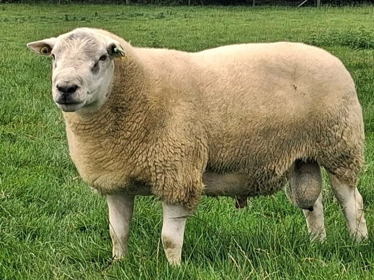 Belclare Stock Ram - Image 1