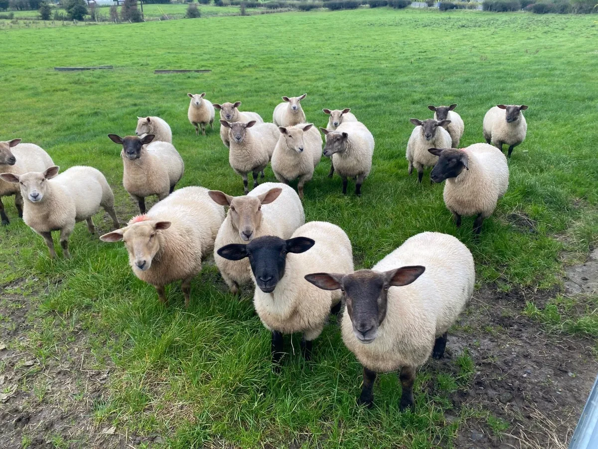 Ewe lambs - Image 1