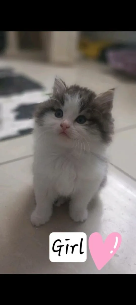 Norwegian forest kittens - Image 1