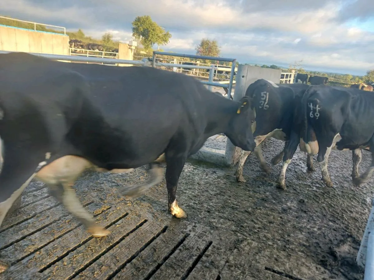 Empty cows and heifers - Image 1