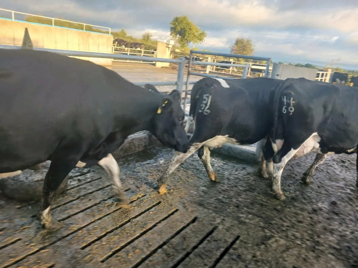 Empty cows and heifers - Image 2