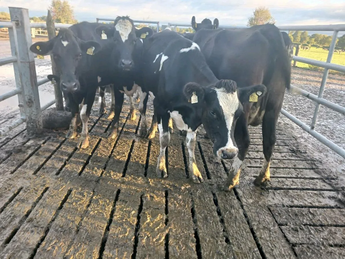 Empty cows and heifers - Image 3