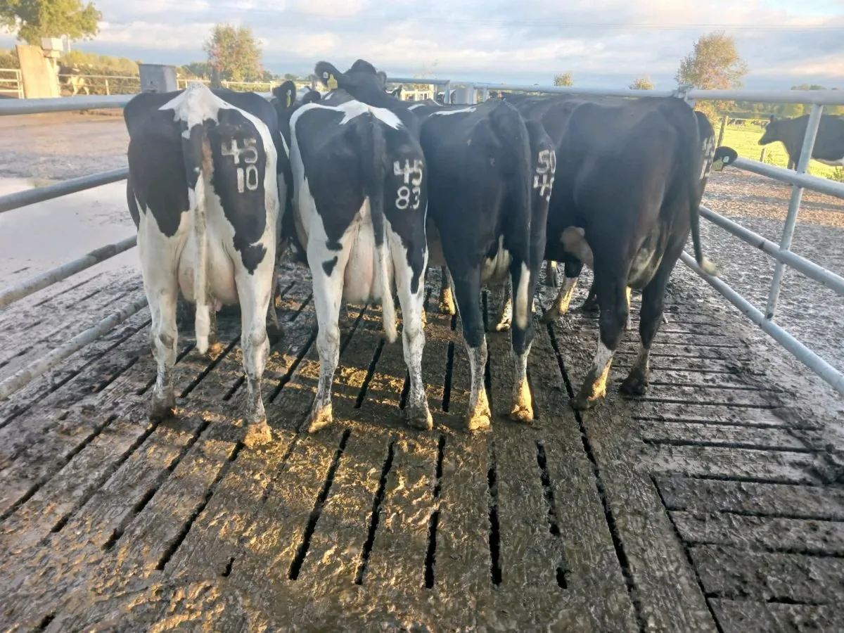 Empty cows and heifers - Image 4