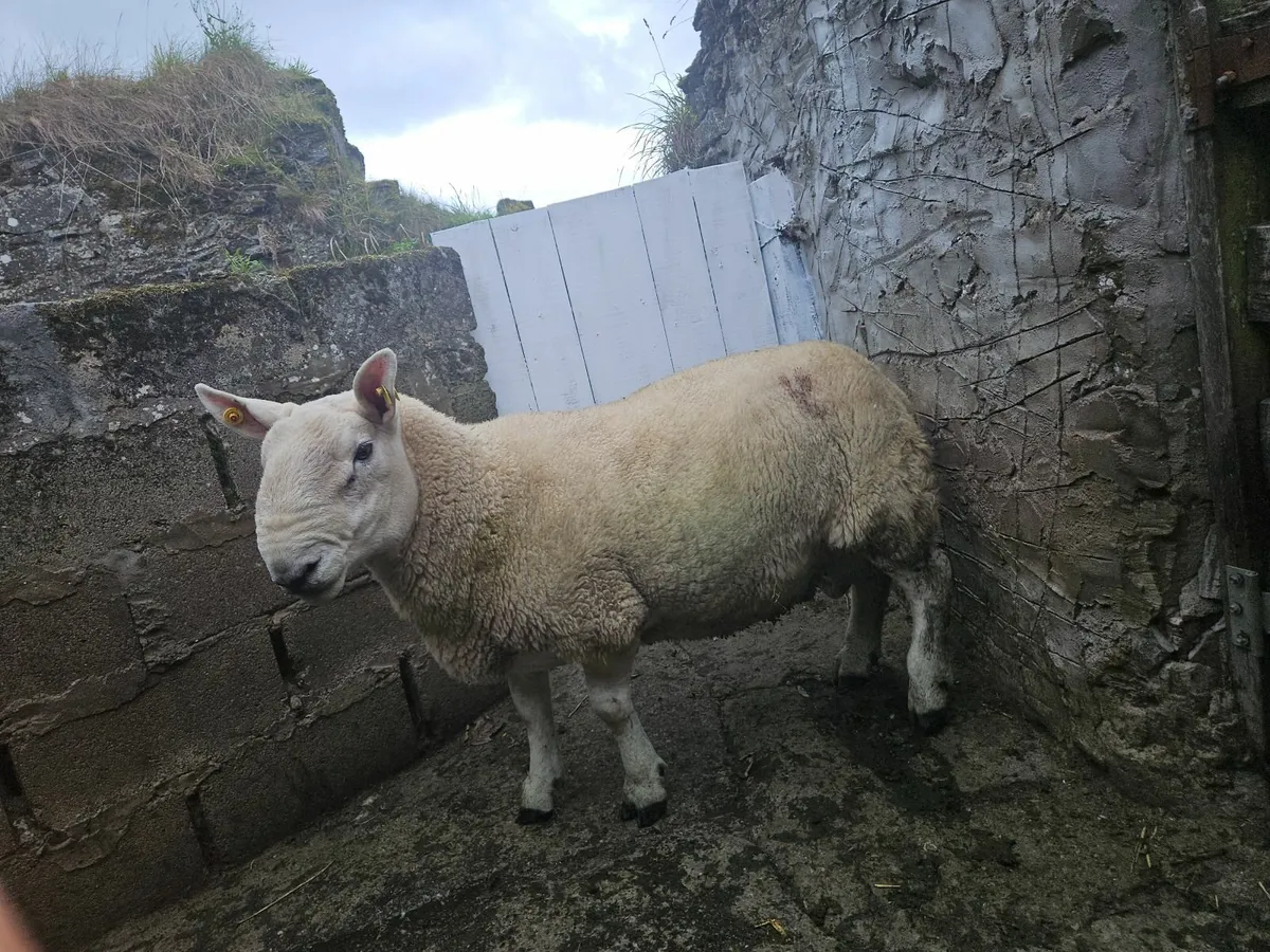North Country Cheviot Ram - Image 2