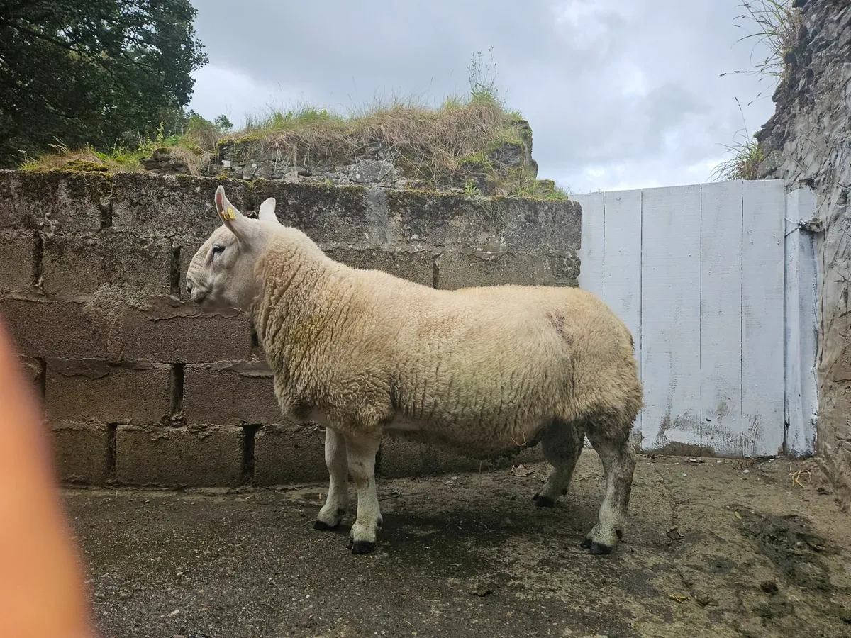 North Country Cheviot Ram - Image 3