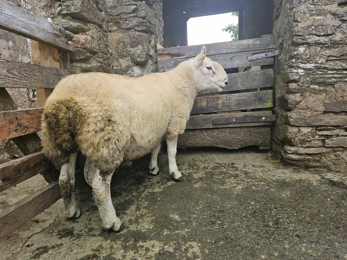North Country Cheviot Ram - Image 4